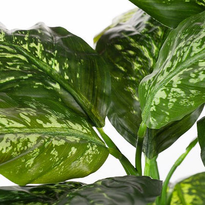 2 x Dieffenbachia Plant