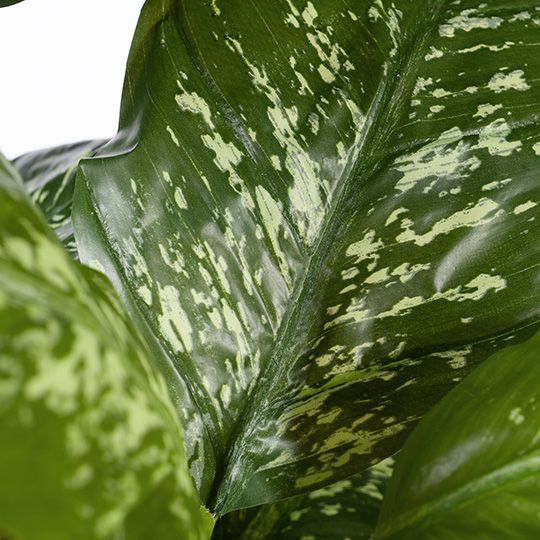 2 x Dieffenbachia Plant