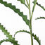 12 x Banksia Leaf Spray