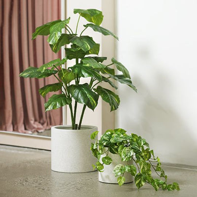 2 x Pothos Plant