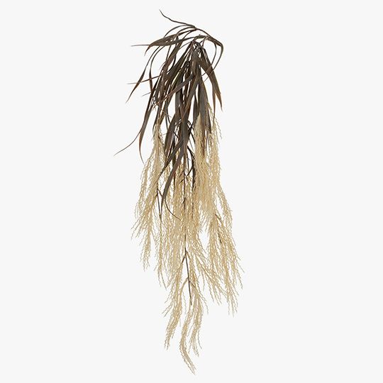 6 x Plume Grass Hanging Bush