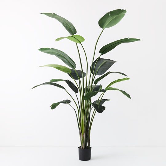 2 x Bird of Paradise Plant