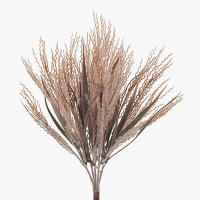 12 x Plume Grass Bush