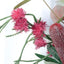 12 x Grevillea Spray