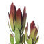 12 x Protea Leucadendron