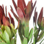 12 x Protea Leucadendron Spray