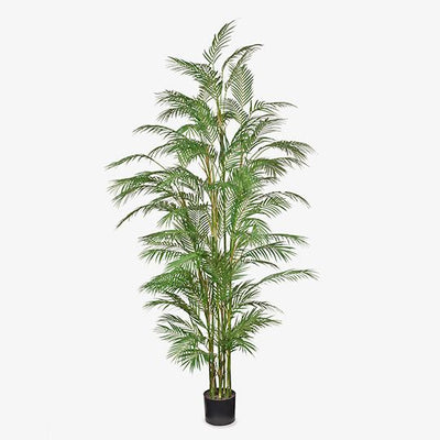 Palm Phoenix Pack of 1