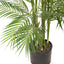 Palm Phoenix Pack of 1