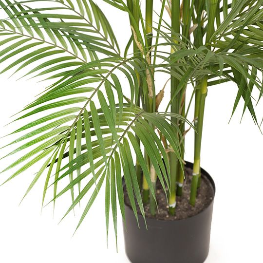 Palm Phoenix Pack of 1