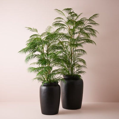 Palm Phoenix Pack of 1