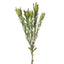 12 x Protea Leucadendron Spray