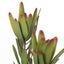 12 x Protea Leucadendron Spray