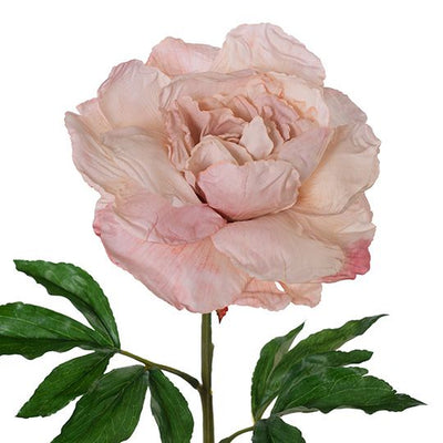 Peony Pack of 12