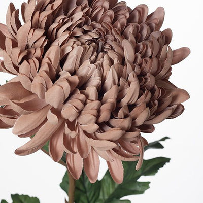 12 x Chrysanthemum