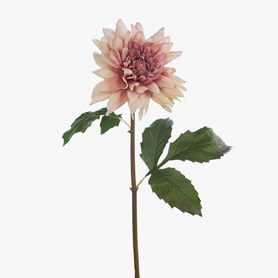 12 x Dahlia Star