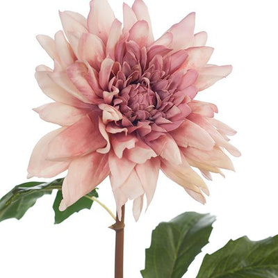 12 x Dahlia Star