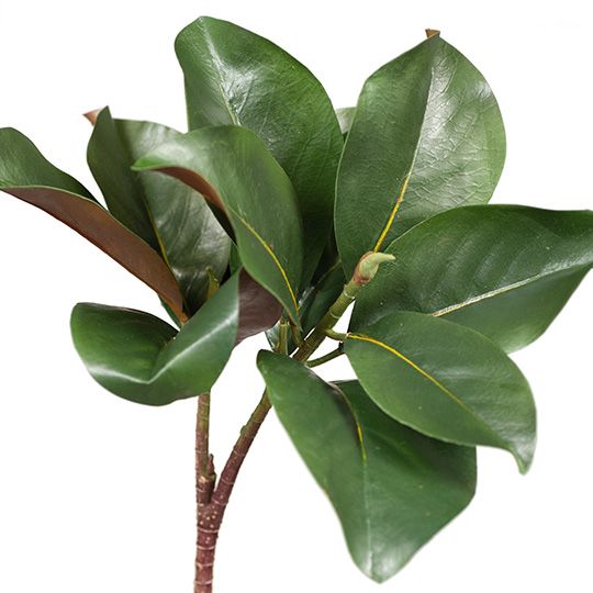 12 x Magnolia Leaf Spray