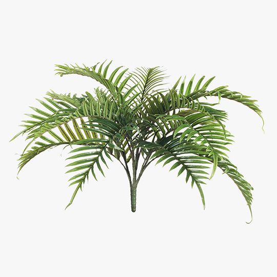 6 x Palm Areca Bush