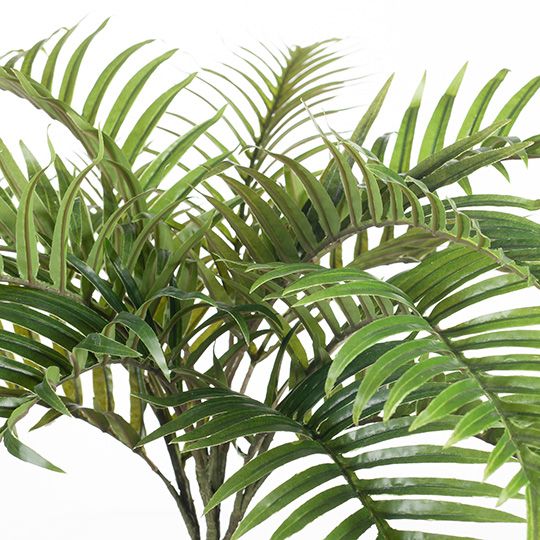 6 x Palm Areca Bush