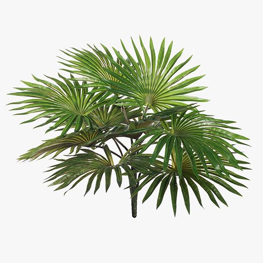 12 x Palm Fan Bush