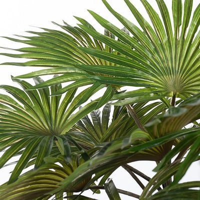 12 x Palm Fan Bush