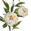 12 x Peony x3