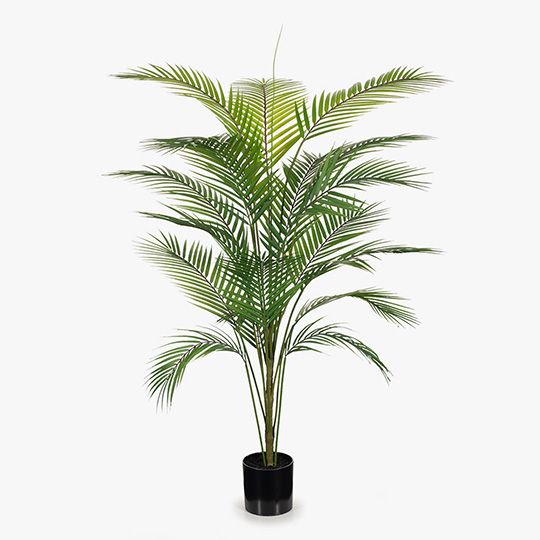 2 x Palm Parlour