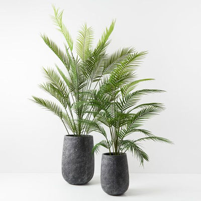 2 x Palm Parlour