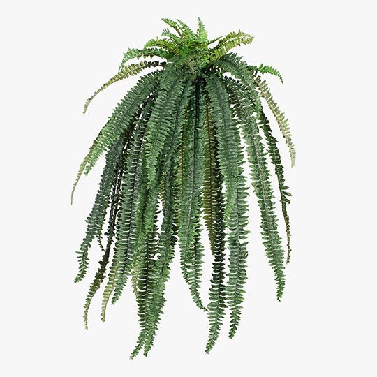 2 x Fern Boston Hanging Bush