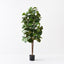 2 x Fiddle Leaf Tree