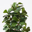 2 x Fiddle Leaf Tree