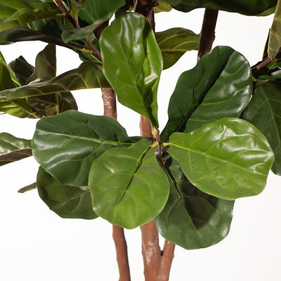 2 x Fiddle Leaf Tree