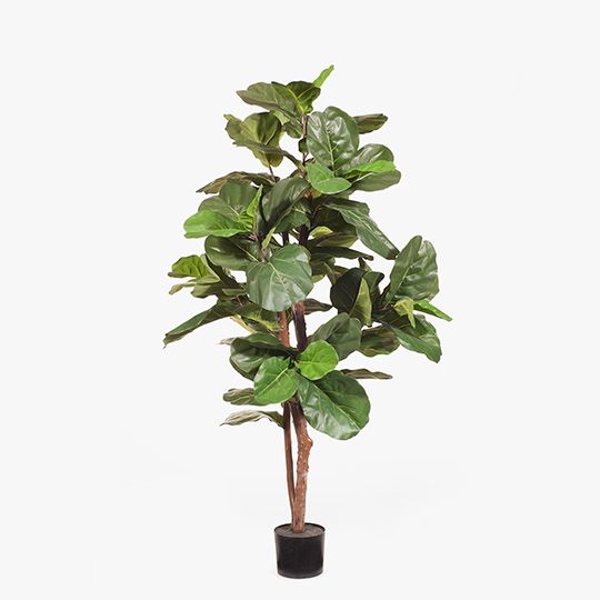 2 x Fiddle Leaf Tree