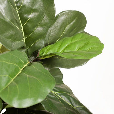 2 x Fiddle Leaf Tree