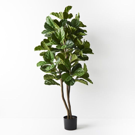 Fiddle Leaf Tree Pack of 2