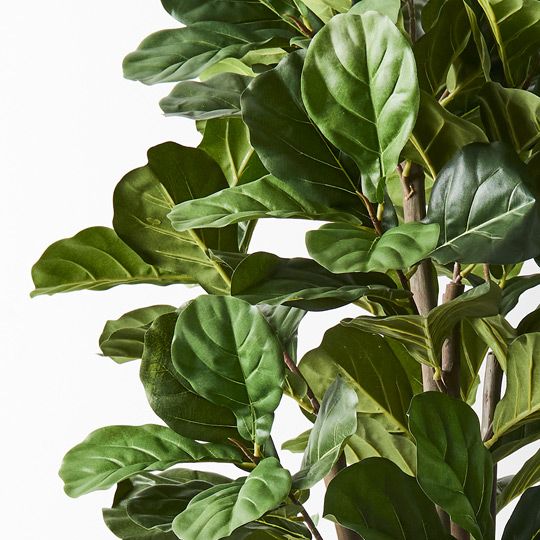 Fiddle Leaf Tree Pack of 2