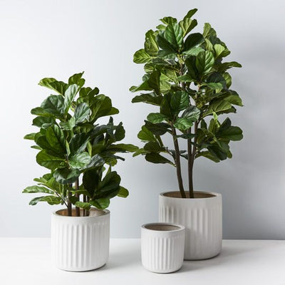 Fiddle Leaf Tree Pack of 2