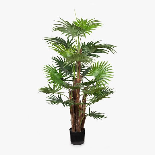 2 x Palm Fan Plant