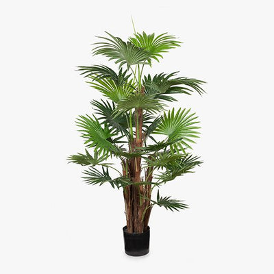 2 x Palm Fan Plant