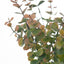 Eucalyptus Bush Pack of 12