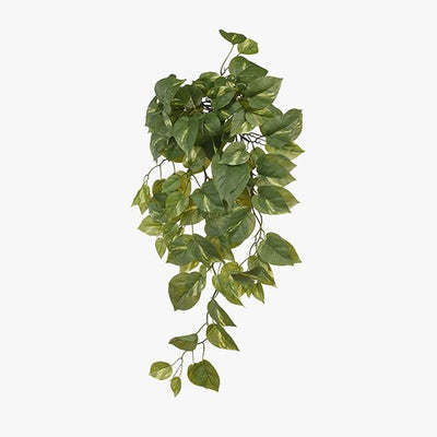 6 x Pothos Hanging Bush