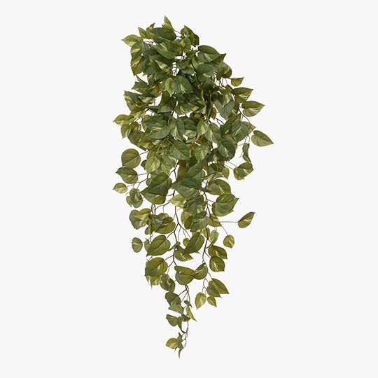 6 x Pothos Hanging Bush