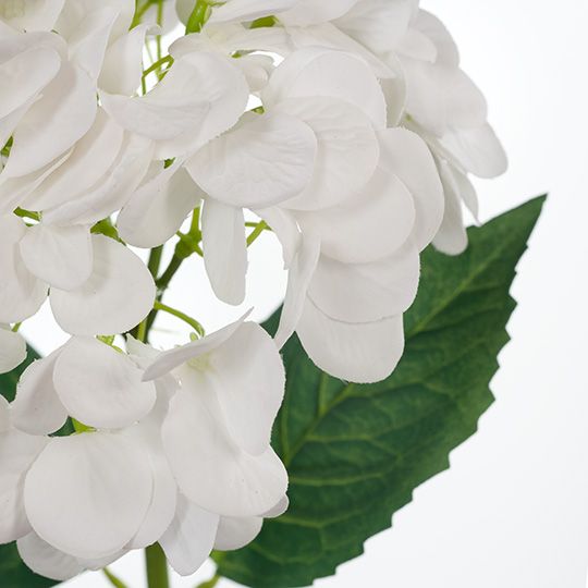 12 x Hydrangea