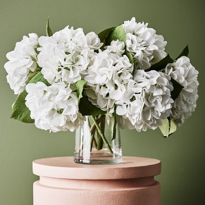 12 x Hydrangea