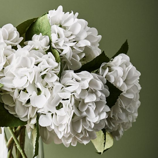 12 x Hydrangea