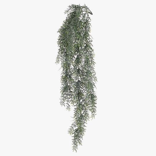 6 x Fern Sprengeri Hanging Bush