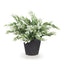 6 x Ruscus Bush in Pot