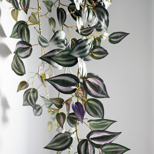 6 x Wandering Jew Hanging Bush