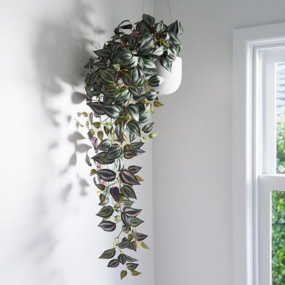 6 x Wandering Jew Hanging Bush