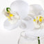 6 x Orchid Phalaenopsis in Vase